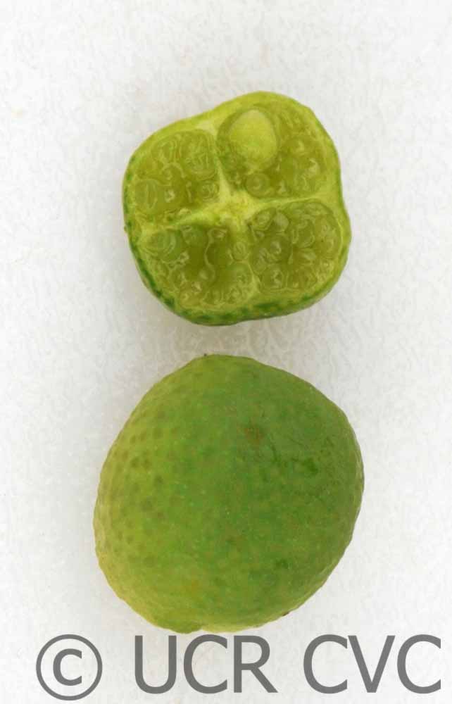             Fruit cross-section (© UCR CVC)       